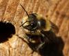 Megachile sp.